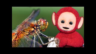 Teletubbies  Dragonflies  354  Cartoons for Children [upl. by Ojytteb990]