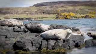 Hebridean Island Cruises Film [upl. by Hebel953]