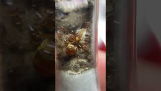 prenolepis nitens prenolepisnitens honeypot honeypotants slovakia antsslovakiaofficial [upl. by Ayvid833]