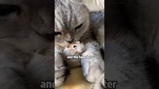 How to stop hamster from destroying your house shortvideo rescue cute funny cat animals [upl. by Eivi298]