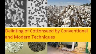 Delinting of Cottonseed by Conventional and Modern Techniques [upl. by Eidnar]