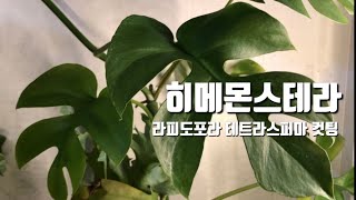 히메몬스테라 컷팅  물꽂이 amp 수태말이 번식  Rhaphidophora tetrasperma  Cutting propagation [upl. by Amos]