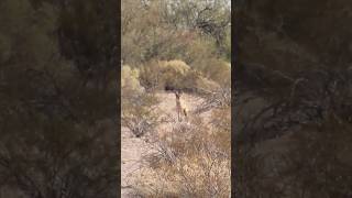 Coyote goes for a slide wildlife coyote coyotes nature foxpro [upl. by Arag230]