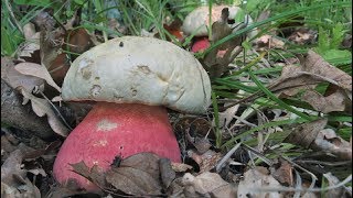 872017Vzácné houby díl1Boletus satanas [upl. by Dnalro]