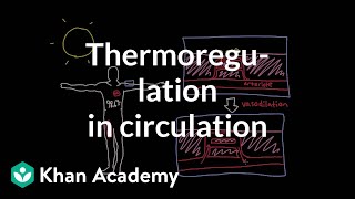 Thermoregulation in the circulatory system  Circulatory system physiology  NCLEXRN  Khan Academy [upl. by Eiclud]