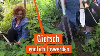 Wucherkraut  Giersch bekämpfen  MDR GARTEN [upl. by Alexa717]