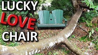 Fruit Trees Crushed by HUGE Ornamental Fig  Love Chair amp Scooter Survives [upl. by Leonsis]