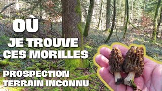 Où je trouve ces morilles 2024 une belle prospection  morilles morilles 2024 [upl. by Ferro513]