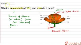 what is emasculation  Why and when is it done [upl. by Syman2]