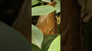 FICUS MICROCARPA PLANT [upl. by Yendirb]