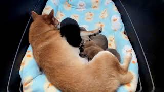 Shiba Inu Puppy Cam  KTeam  Day 10  AM [upl. by Anilys298]