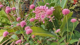 Gomphrena Propagation and Care Tips  Street Shopping  Bamboo Chairs [upl. by Broddie]