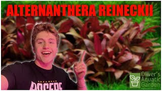 Alternanthera Reineckii Care Guide How to grow Alternanthera Reineckii easy red aquarium plant [upl. by Ayrad]