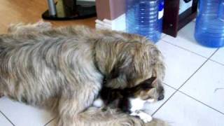 Irish wolfhound and 10 week kitten [upl. by Nieberg]