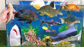 Cute Animalspomfretcatfishbroom fishsynodontis fishmini turtlekoi fishgoldfish fish cute [upl. by Anatnahs]