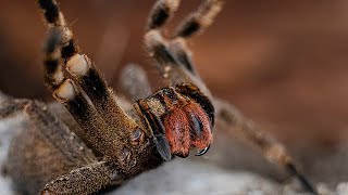 🍌 Araña Bananera ¿La más PELIGROSA del MUNDO 🌎  Animales Salvajes [upl. by Sanburn]