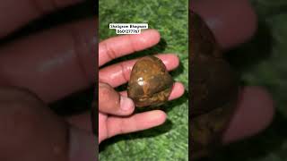 Shaligram Shila Nepal gandaki nadishorts youtubeshorts bhakti shaligramkendra347 [upl. by Zara]