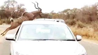 Kudu Jumps Over A Car To Escape From A Lion  16 September 2013  Latest Sightings [upl. by Nemrak]