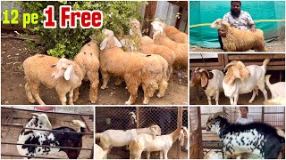 Buy 12 Get 1 Free Bannur  Independence Day Offer amp Ajaz Bhai’s Farm Tour Pune [upl. by Atworth]