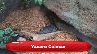 Yacare Caiman  Krokodille Zoo Denmark [upl. by Yoshiko]