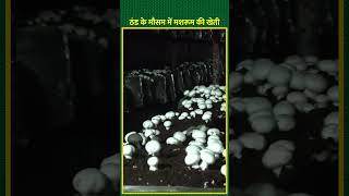 ठंड में मशरूम की खेती के महीने और क्या तकनीक  Mushroom Farming  shorts kisanofindia [upl. by Ramsey]