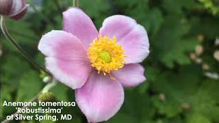 Japanese Anemone Plant Profile [upl. by Mcnelly]