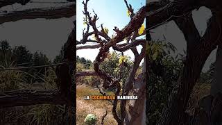 ¿CONOCÍAS AL CHANCHITO BLANCO DE LA VID 🌱🪲 viticultura uvas insectos [upl. by Deborath598]