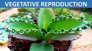 Vegetative Reproduction  Stem Root Leaves Spore  Science Educational Video for Children [upl. by Ajroj]