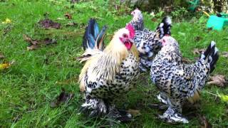 Lemon Millefleur Booted Bantams [upl. by Tranquada168]