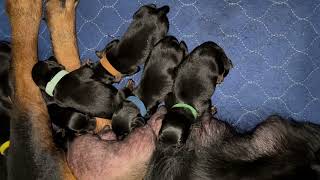 Giant Rotts Kennel New Litter Born November 18th [upl. by Olsewski]