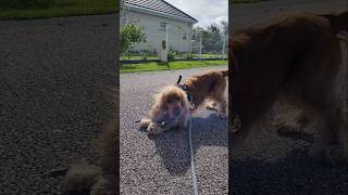 Dog amp Baby  English Cocker Spaniel Robby Funny and Cute video [upl. by Alamap]