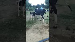 An Evening Walk With Mom and the Twin Daughters shorts farming dairy cows [upl. by Idnek164]