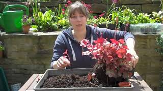 Heuchera cuttings [upl. by Harehs402]