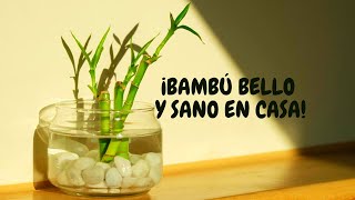 Bambú de la suerte cuidados en agua  ¡Regalalo a alguien especial para ti [upl. by Lleon]