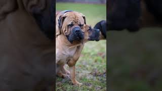 Boerboel Instincts and Curiosity shorts boerboels dogbreeding [upl. by Notniw987]