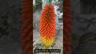 Kniphofia Rooperi Flower Plant  Red Hot Poker shorts The Green NatureCSN [upl. by Reerg]