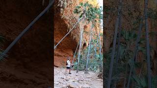 Welcome to the BUNGLE BUNGLES PURNULULU 😮‍💨 [upl. by Sinnelg237]