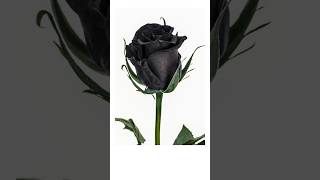 Black Rose The Rarest Flower in the World Facts shorts [upl. by Nawd]