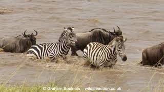 Zebra cross the Mara River during the great migration [upl. by Ahsitaf209]