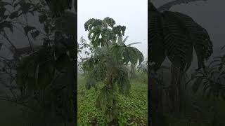 Uva de arbol en el bosque de alimentos [upl. by Naanac]