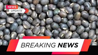 Bharat Urad black matpe Import From Myanmar Burma  black matpe market outlook [upl. by Etteneg10]