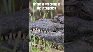 Rare American crocodile in the Everglades nationalpark crocodile animals wildlife [upl. by Aicilic50]