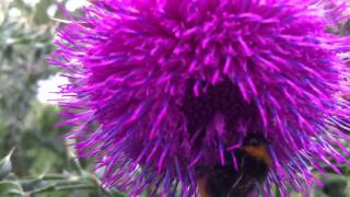 Nodding Thistle Carduus Nutans  Musk Thistle  20120612 [upl. by Mika]