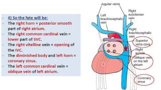 Embryology of the Heart  Sinus Venosus Dr Ahmed Farid [upl. by Roscoe]