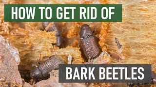 How to Get Rid of Bark Beetles 4 Easy Steps [upl. by Peria273]