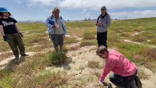 Researchers work to restore salt marsh along Monterey Bay [upl. by Yerg]