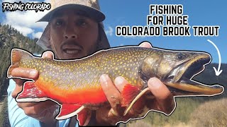 Fishing for HUGE Colorado Brook Trout [upl. by Banebrudge]