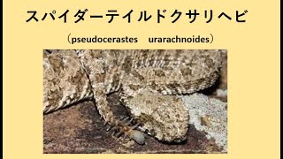 スパイダーテイルドクサリヘビ（Pseudocerastes urarachnoides ） [upl. by Arraeit]