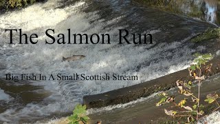 The Salmon Run  Big Fish In A Small Scottish Stream [upl. by Rambow205]