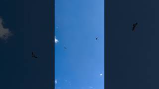 Swainsons hawks screaming above my house sound on falconry hawk [upl. by Fidel]